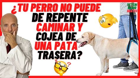 mi perro esta cojo|Mi perro cojea de una pata delantera